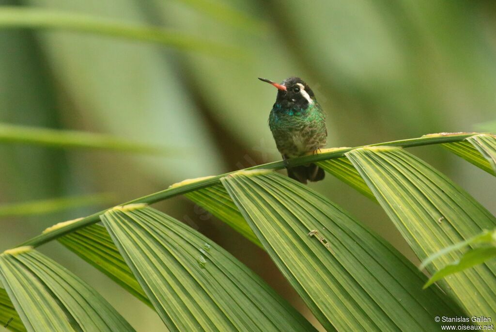 Colibri à oreilles blanches