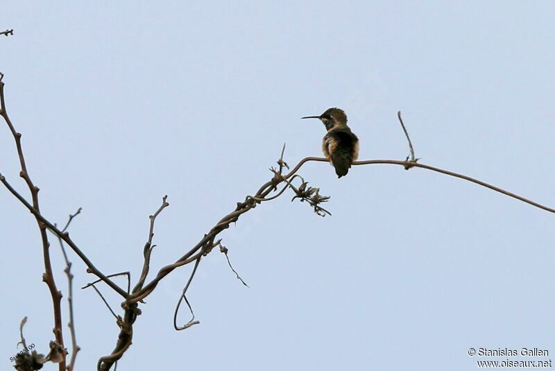 Short-tailed Woodstaradult