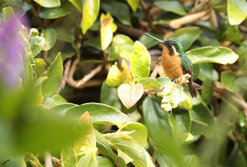 Colibri à queue grise femelle, portrait