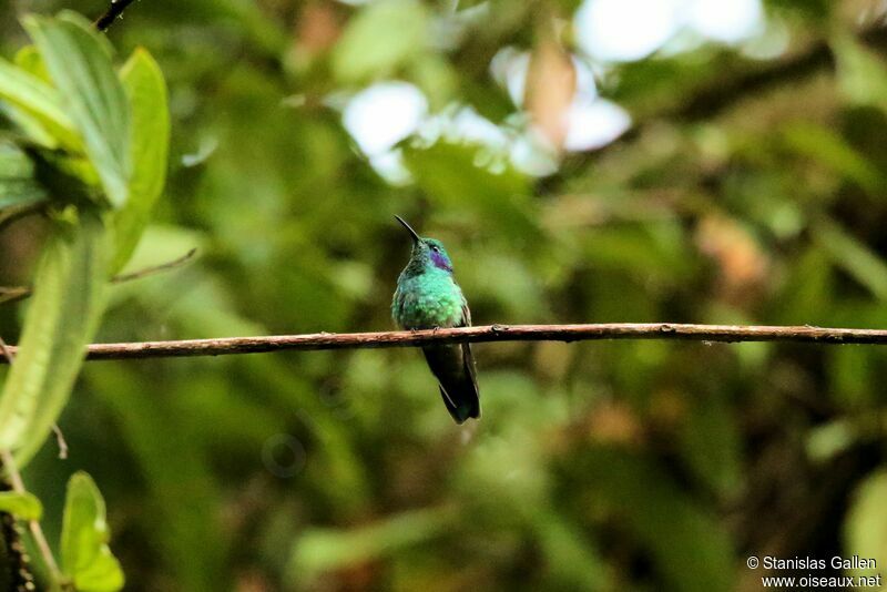 Sparkling Violetear male adult