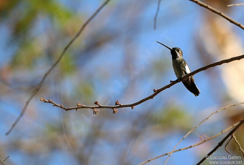 Colibri corinneadulte