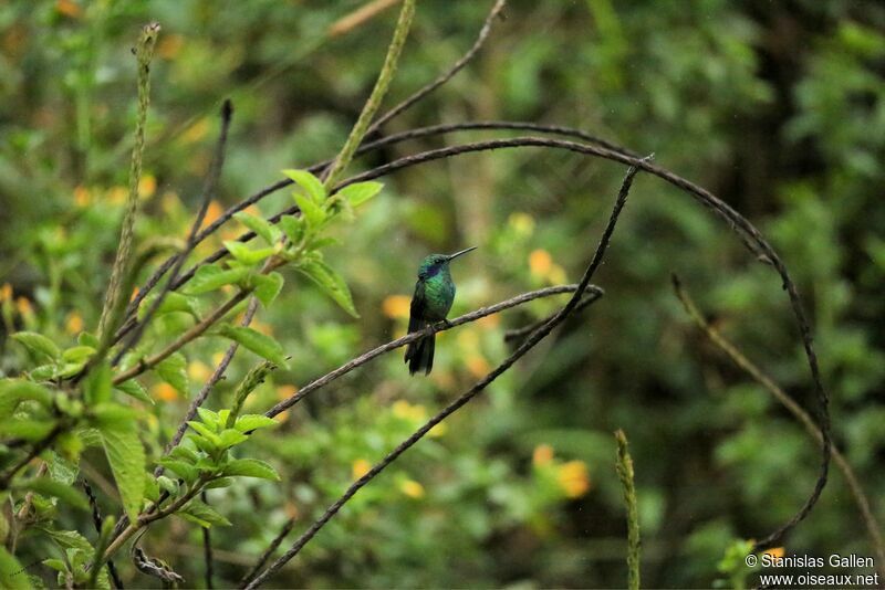 Colibri cyanoteadulte