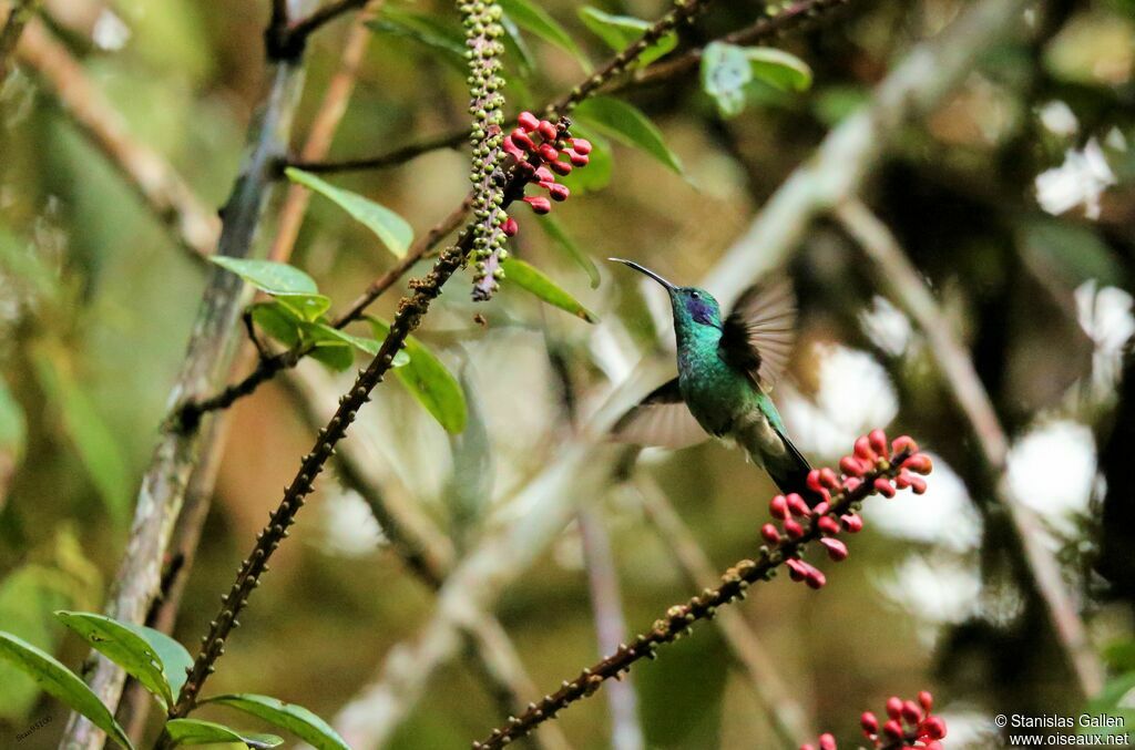 Colibri d'Anaïs