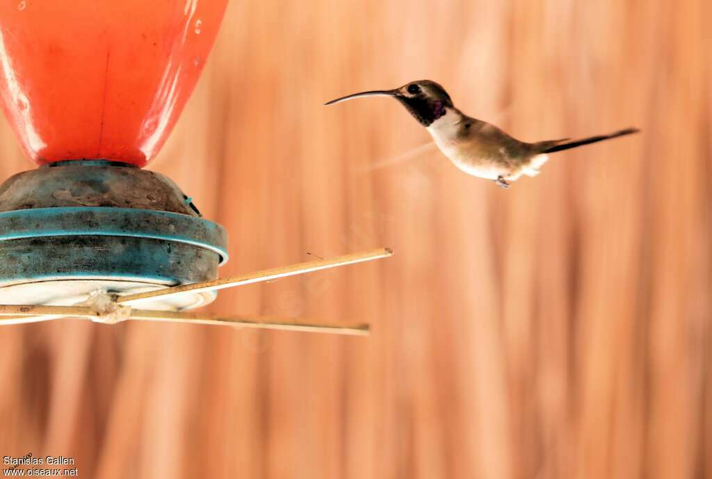 Colibri d'Eliza