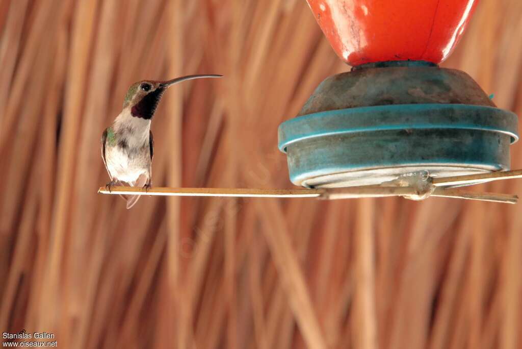 Colibri d'Eliza