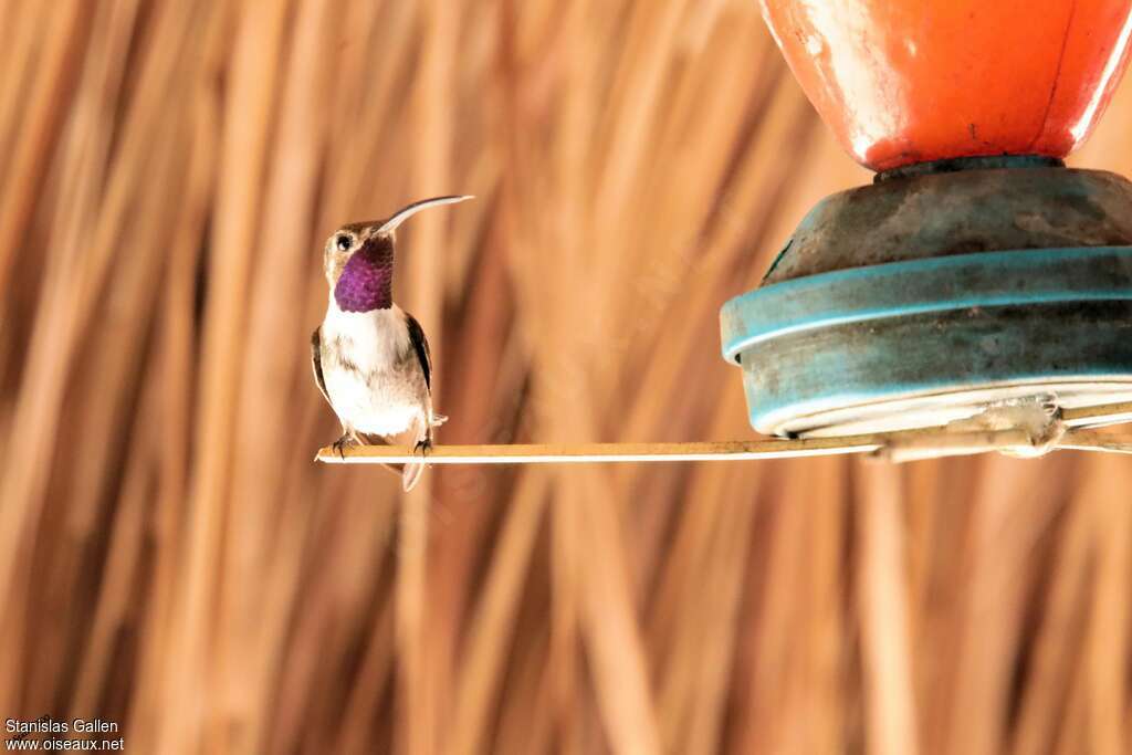 Colibri d'Eliza