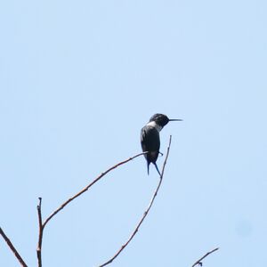 Colibri de Santa Marta