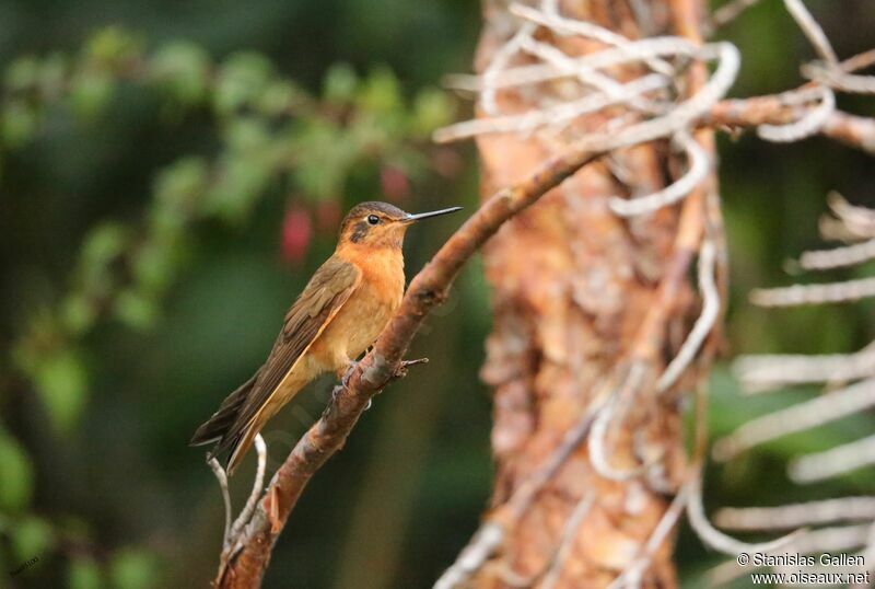 Colibri étincelant mâle adulte nuptial