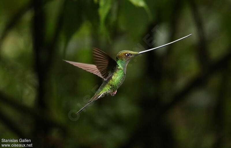 Colibri porte-épéeadulte, Vol