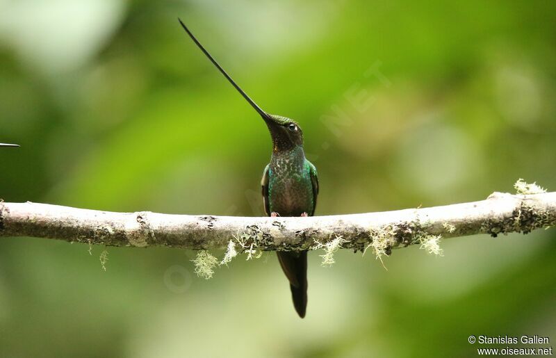 Colibri porte-épéeadulte