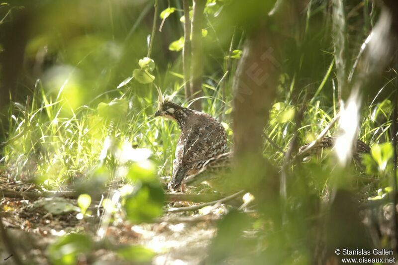 Crested Bobwhiteadult breeding