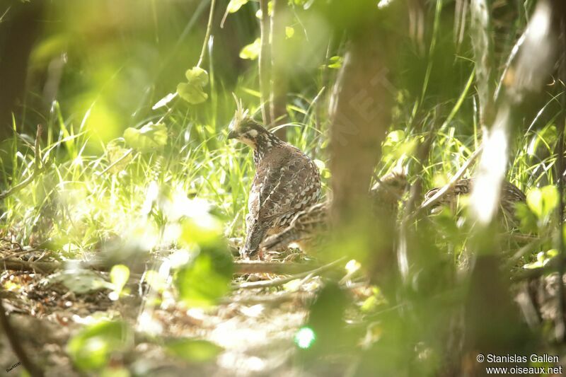 Crested Bobwhiteadult