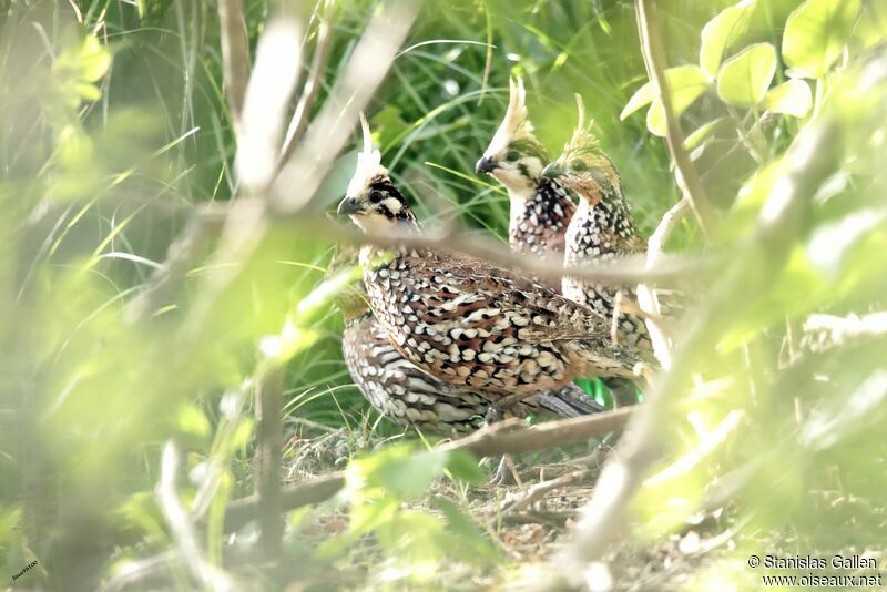 Crested Bobwhiteadult breeding