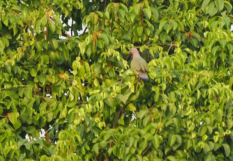 Pink-necked Green Pigeonadult