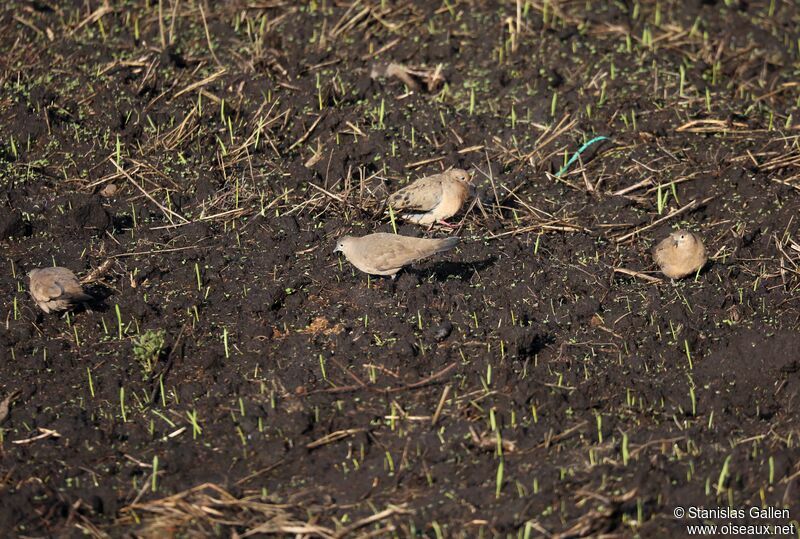 Black-winged Ground Doveadult