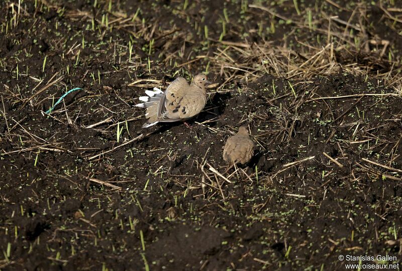 Black-winged Ground Doveadult, walking, eats