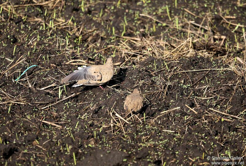 Black-winged Ground Doveadult, walking, eats