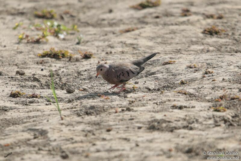 Common Ground Doveadult breeding, walking