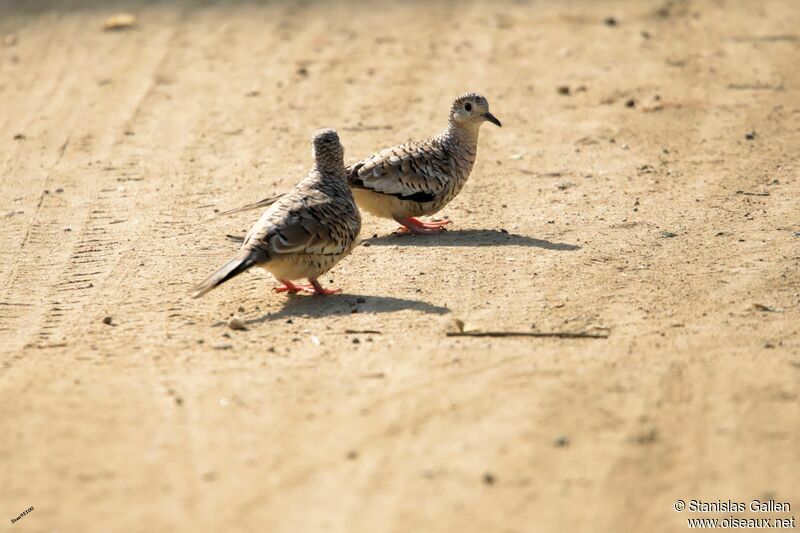 Scaled Doveadult breeding, walking