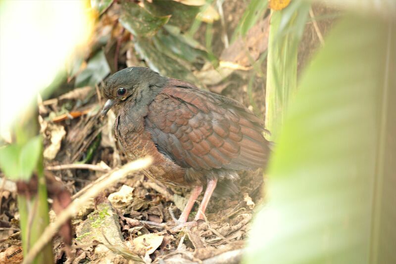 Ruddy Quail-Dove female adult