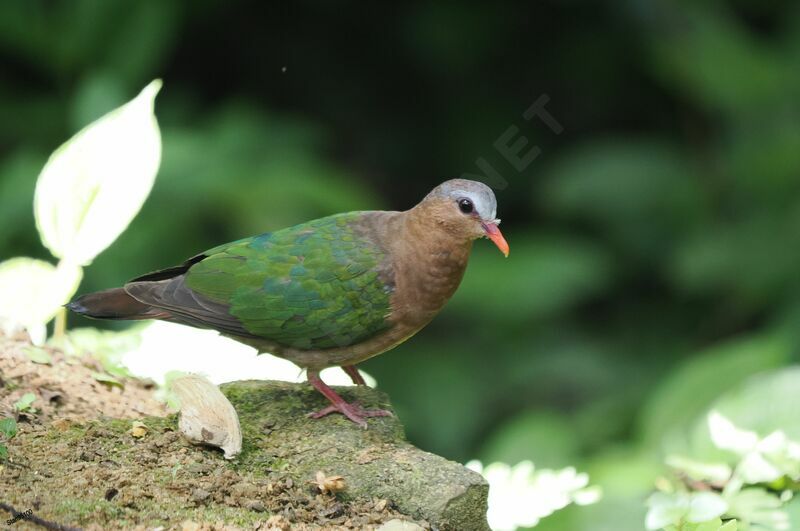 Common Emerald Doveadult, close-up portrait, walking