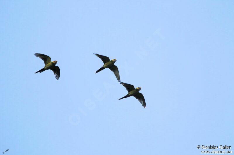 Yellow-eared Parrotadult, Flight