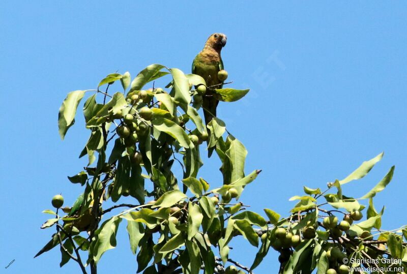 Brown-throated Parakeetadult breeding, eats