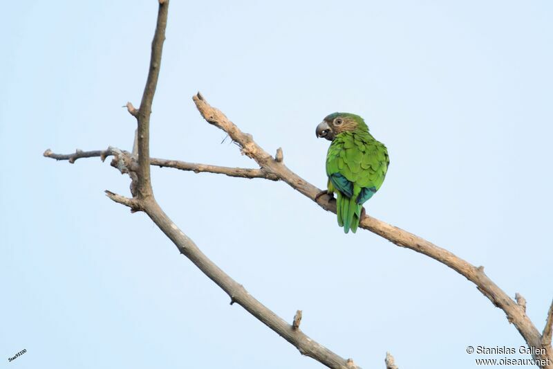 Dusky-headed Parakeetadult