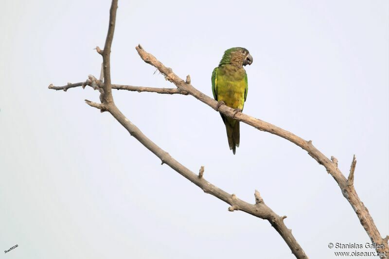 Dusky-headed Parakeetadult