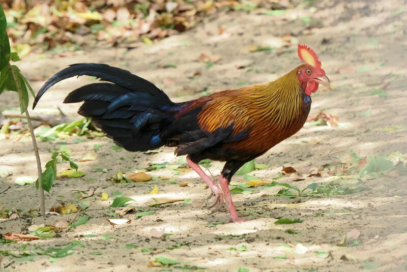 Coq de Lafayette mâle adulte nuptial