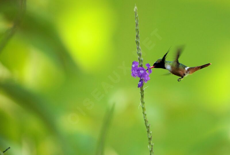 White-crested Coquette male adult breeding, Flight, eats