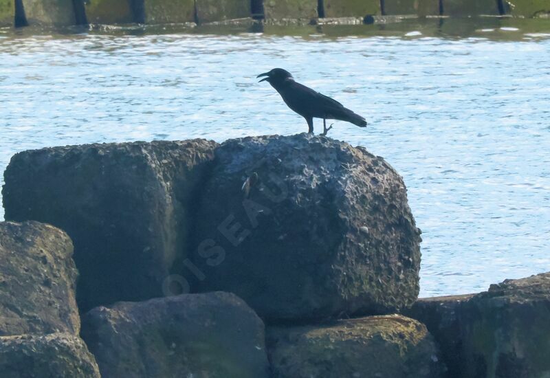 Corbeau de Torresadulte, marche