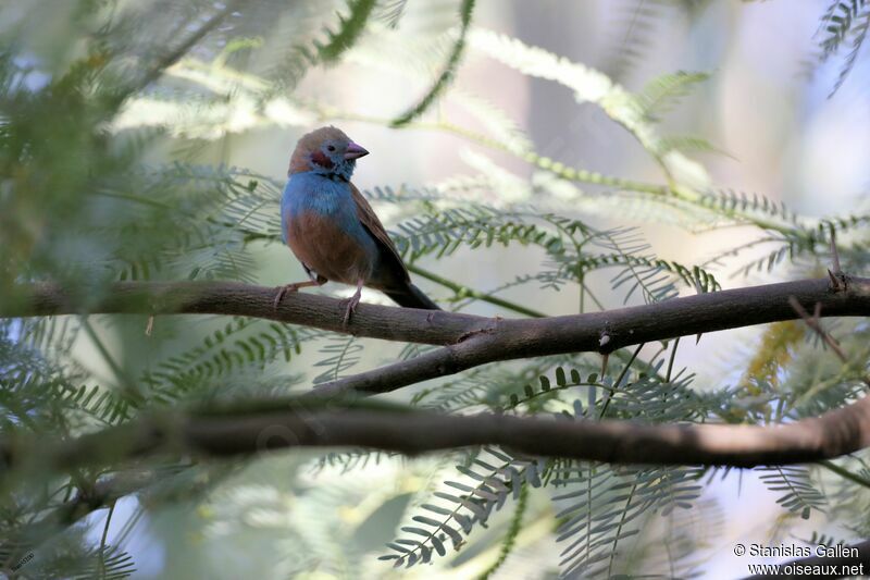 Red-cheeked Cordon-bleu male adult