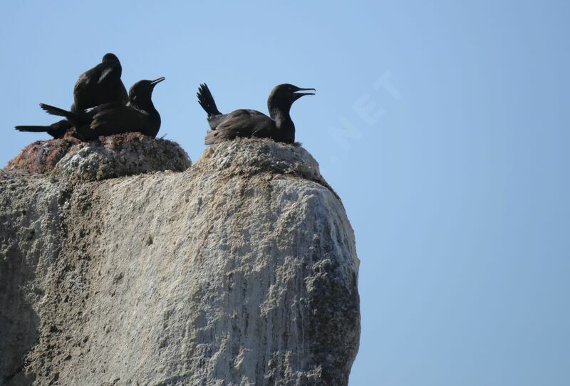 Bank Cormorantadult breeding, colonial reprod.