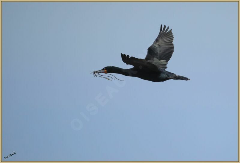 Cape Cormorantadult breeding, Flight, Reproduction-nesting