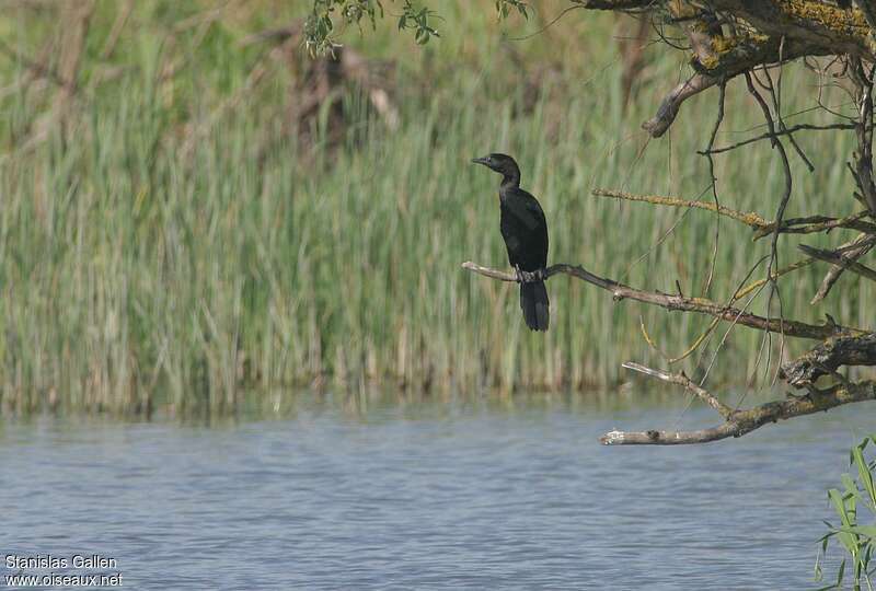 Cormoran pygméeadulte, habitat, Comportement