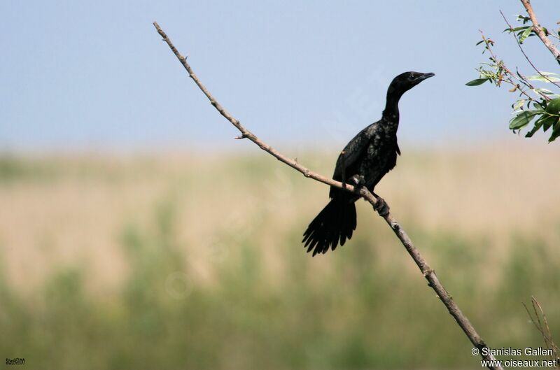 Pygmy Cormorantadult