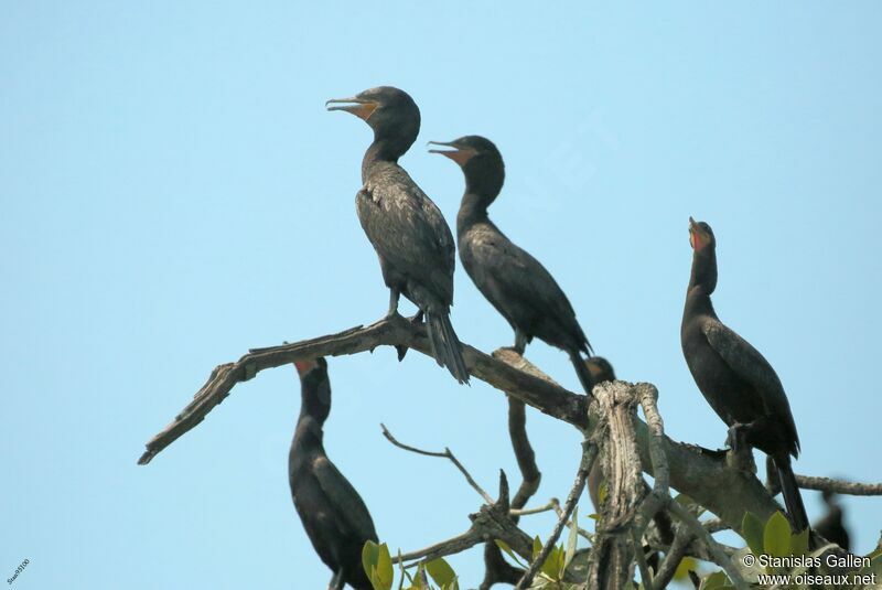 Neotropic Cormorant