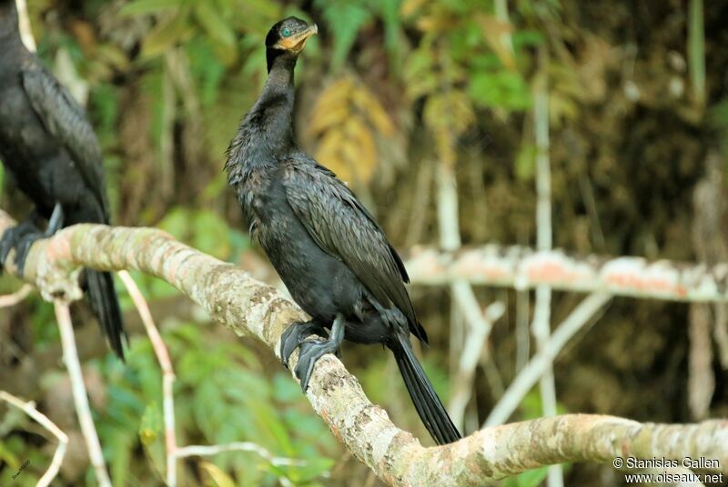 Cormoran viguaadulte nuptial