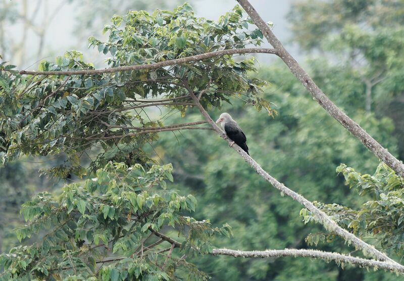 Grey Crowjuvenile