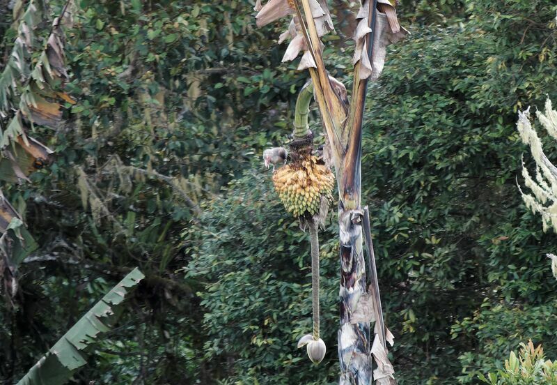 Grey Crowjuvenile