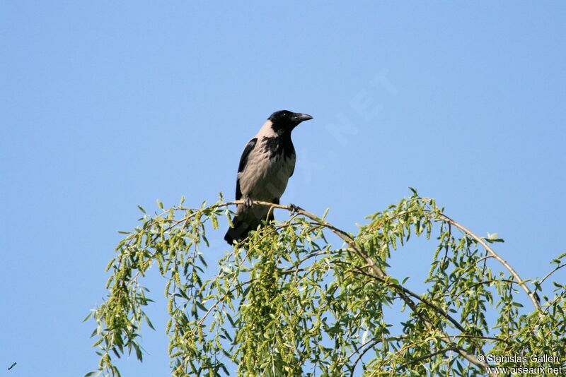 Hooded Crowadult breeding