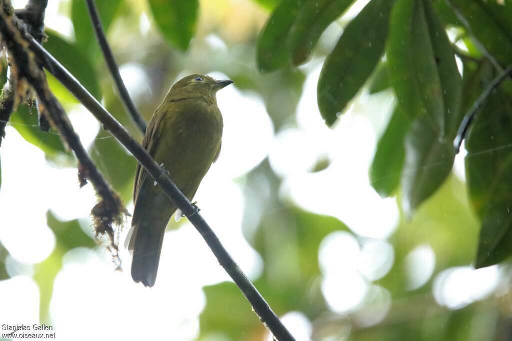 Olivaceous Piha