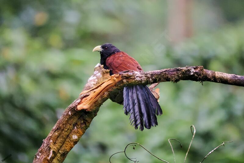 Coucal de Ceylanadulte, portrait