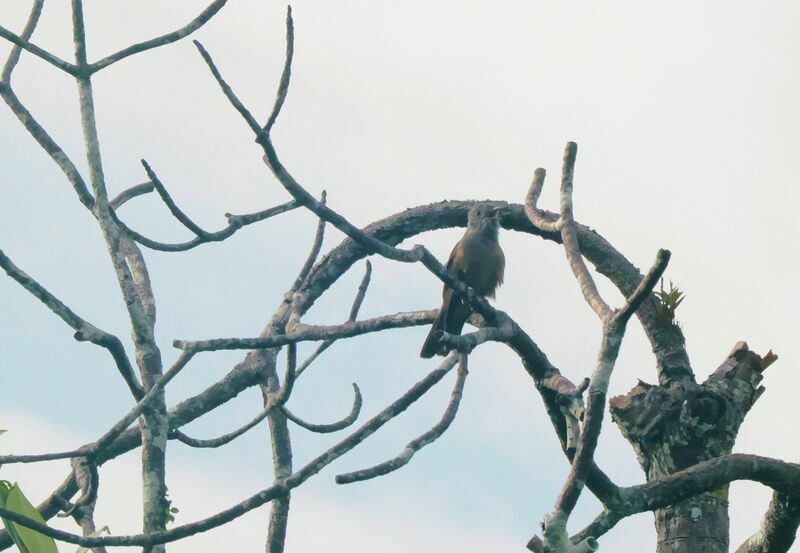 Brush Cuckoo male adult, song