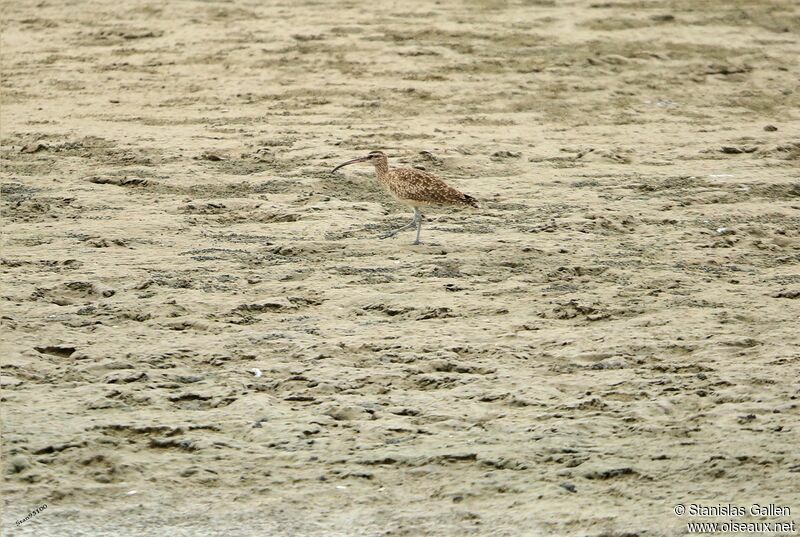 Hudsonian Whimbreladult transition