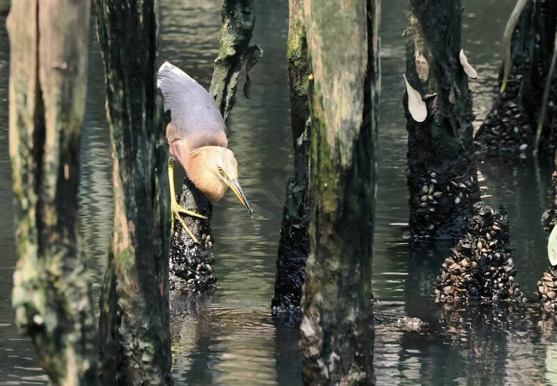 Javan Pond Heronadult breeding, fishing/hunting