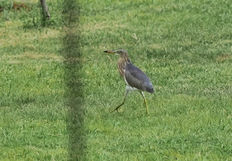 Javan Pond Heronadult post breeding, walking