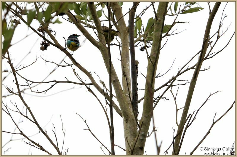 Dacnis à coiffe bleue mâle adulte nuptial