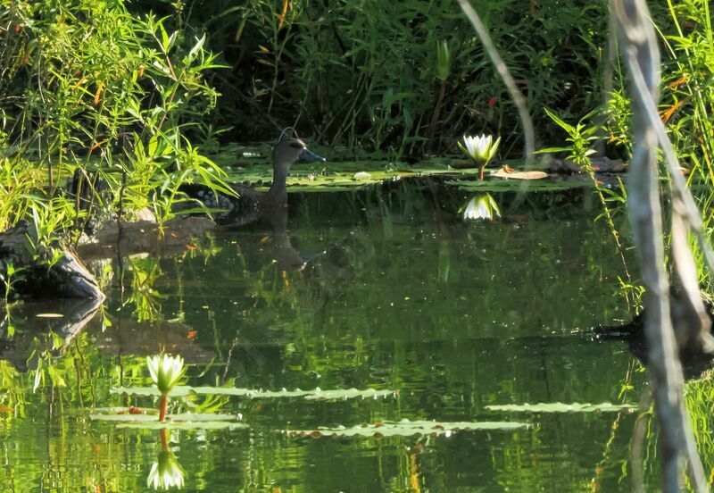 Dendrocygne tachetéadulte, nage